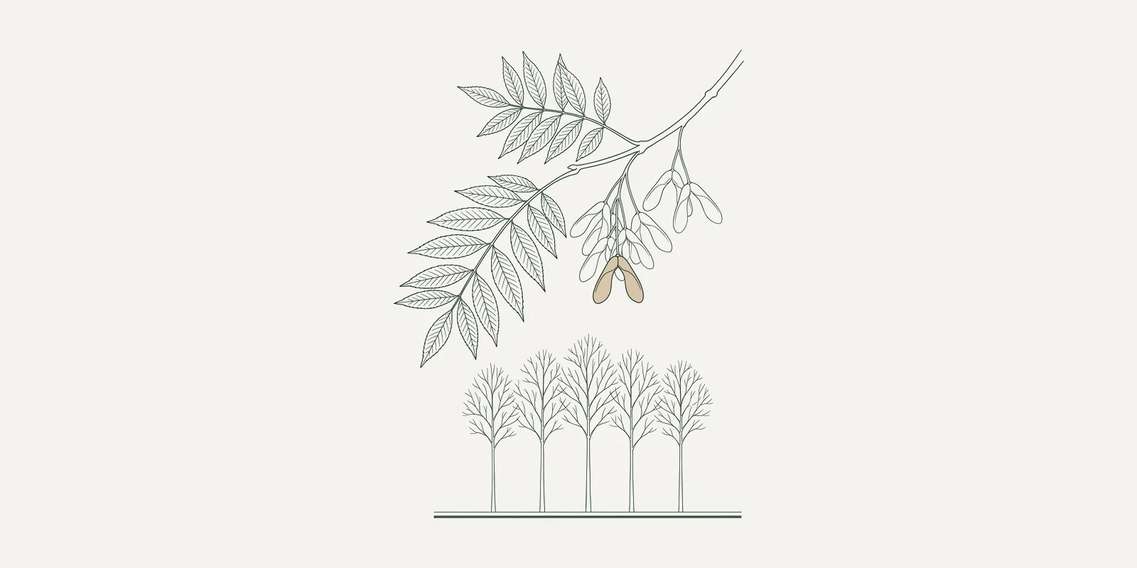 Fine-line drawing of an ash branch with seed keys arching over a small grove of five young ash trees