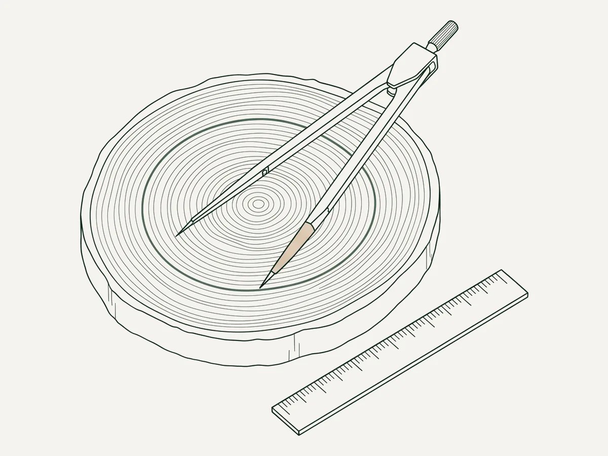 Fine-line drawing of drafting dividers measuring the growth rings of a tree-trunk slice, with a ruler beside it